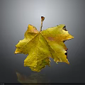 Vibrant Yellow Maple Leaf With Detailed Veins And Tattered Edges On Gray Background With Reflection