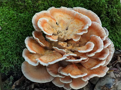 Orange And White Mushroom Growing In Mossy Area 3d model
