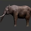 Realistic 3D Elephant Model With White Ivory Tusks On Dark Background 3d model
