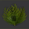 3D Rendered Green Fern Plant Showcasing Lush Feathery Leaves And Vibrant Foliage