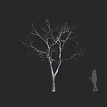 Leafless Tree With Slender Trunk Spreading Branches And Human Figure Holding Object On Dark Background 3d model