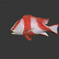 Red and White Striped Fish with Open Mouth and Reflection on Black Background