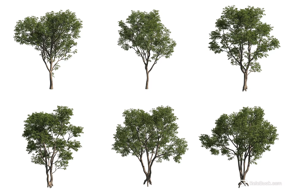 Arbor Trees Displaying Diverse Shapes Lush Foliage And Varied Trunk Structures 3d model