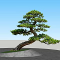 Bonsai Arbor with Curved Trunk and Lush Foliage on Green Grass and Light Colored Ground