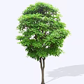 Lush Green Arbor Tree With Dense Foliage And Shadow On White Background 3d model
