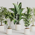 Multiple Green Potted Plants in White Pots with Various Leaf Shapes for Indoor Minimalist Decor