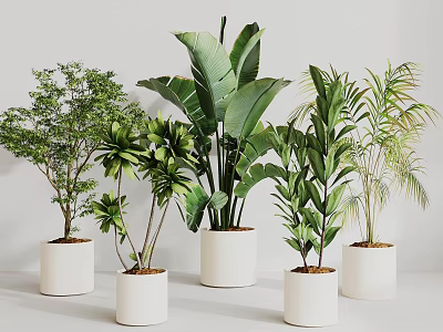 Multiple Green Potted Plants in White Pots with Various Leaf Shapes for Indoor Minimalist Decor 3d model