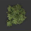 Tall Upright Green Arbor With Dense Foliage And Brown Trunk On Gray Background