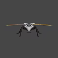 Black And White Striped Beetle With Orange Yellow Wings And Long Legs