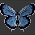 Stunning Blue Butterfly With Black Edged Wings On Dark Gradient Background