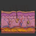 Anatomical Skin Structure Cross Section Model For Medical Education Training Device 3d model