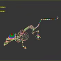 Detailed Rat Skeleton Anatomical Model Isolated On Dark Background For Scientific Study 3d model