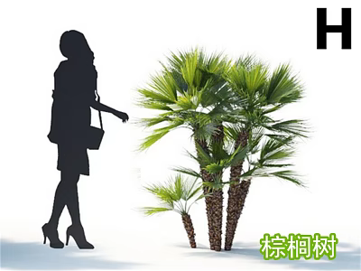 Tall Palm Tree With Green Fronds And Woman Silhouette Standing Nearby 3d model