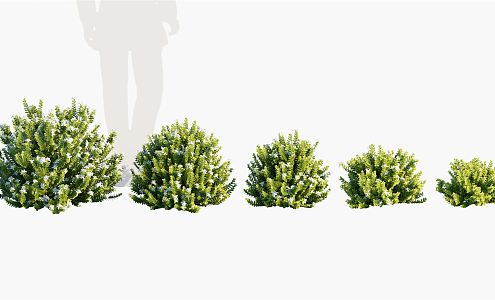 Modern Shrub Landscape Plants Shrubs Flowers 3d model