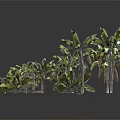 Various Green Plants With Different Sizes And Lush Leaves For Home Decor