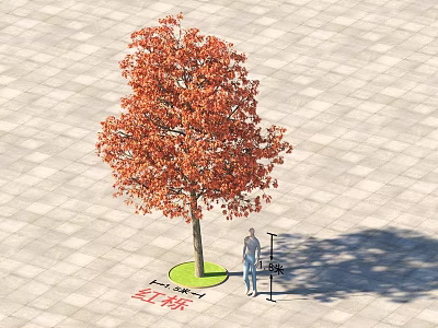 Red Cotton Tree With Red Leaves On Paved Ground Near Standing Person 3d model