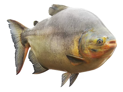 Large Aquatic Fish With Yellow Belly Gray Body And Prominent Fins 3d model