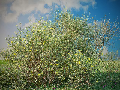 Lush Green Bushes With Bright Yellow Flowers Growing In Grassland Under Blue Sky 3d model