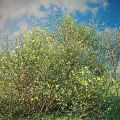Lush Green Bushes With Bright Yellow Flowers Growing In Grassland Under Blue Sky