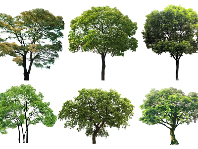 Different Types of Arbor Trees With Various Crown Shapes And Lush Foliage 3d model