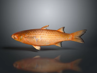 Orange Freshwater Fish 3D Rendered with Shiny Scales Reflective Surface and Gray Background 3d model
