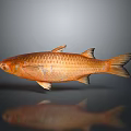 Orange Freshwater Fish 3D Rendered with Shiny Scales Reflective Surface and Gray Background