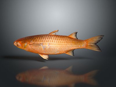 modern fish freshwater fish marine fish animal 3d model