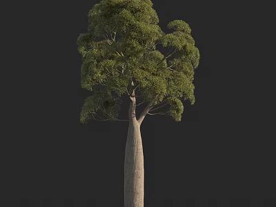 Tall Arbor With Thick Trunk And Lush Green Foliage Against Black Background 3d model