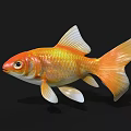 Bright Orange Goldfish As Aquatic Animal With Shiny Scales White Fins And Tail