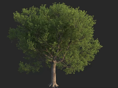 Lush Green Arbor Tree With Dense Foliage Strong Brown Trunk And Vibrant Leaves 3d model