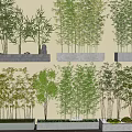 Various Bamboo Types Displayed on Shelves with Lush Green Foliage and Different Heights