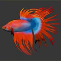 Vibrant Betta Fish With Red Pink And Blue Flowing Fins In Aquarium