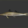 Golden White Fish With Black Fins Isolated On Gray Background With Reflection