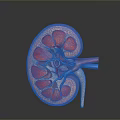 Human Kidney Anatomical Model With Detailed Internal Structure And Blood Vessels