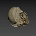 Primate Skull Anatomical Structure With Prominent Canine Teeth And Facial Features