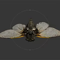 Flying Cicada With Transparent Wings Yellow Edges Dark Body Gray Background