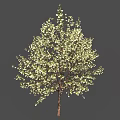 Beautiful Flowering Tree With Abundant White Blossoms And Fresh Green Leaves Against Blue Sky Background