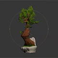 Artistic Bonsai Pine Tree With Curved Trunk Green Foliage And Rock Base