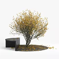 Stylish Black Tree Planters With Yellow Leaf Trees And Gravel Surroundings
