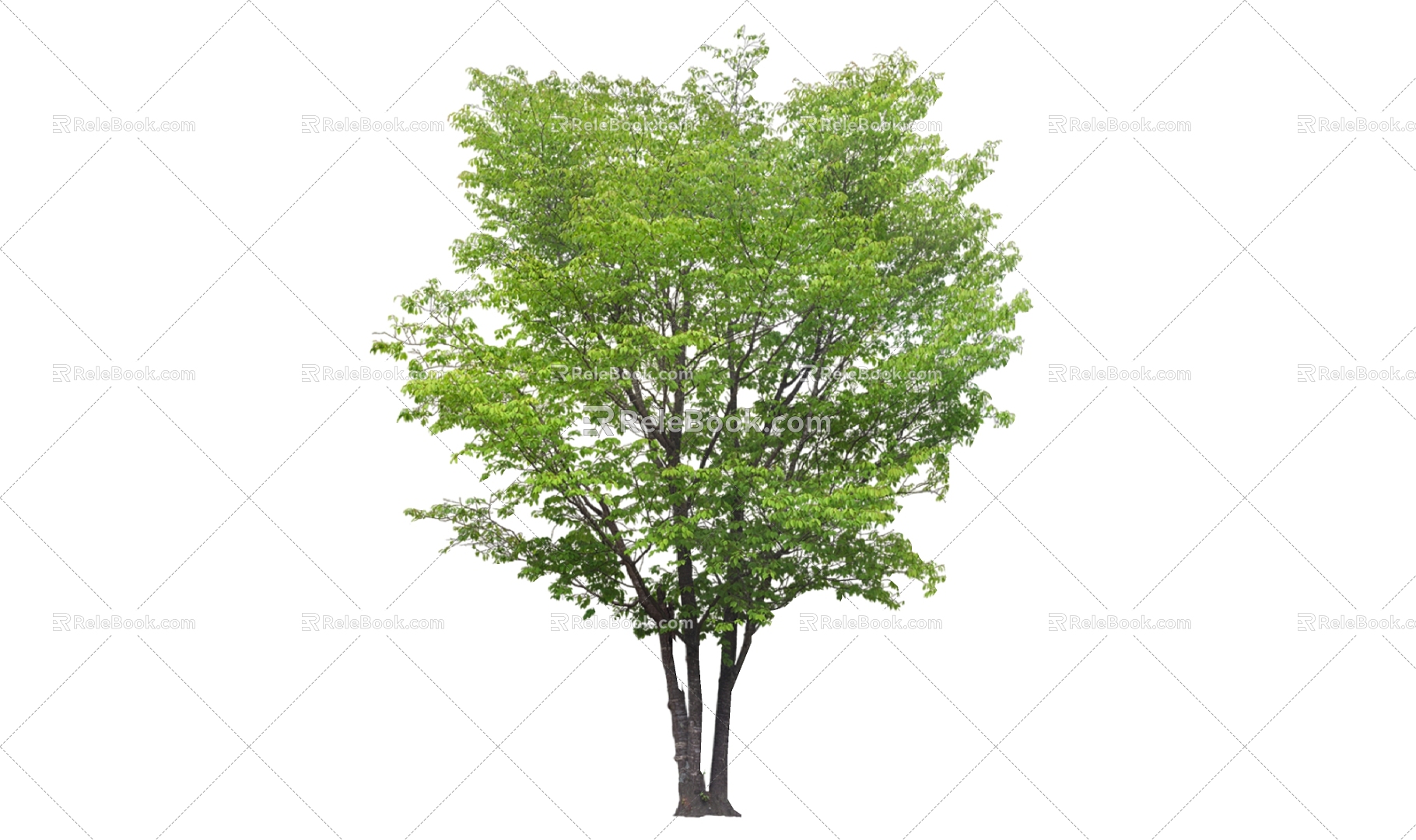 Tree 3d model