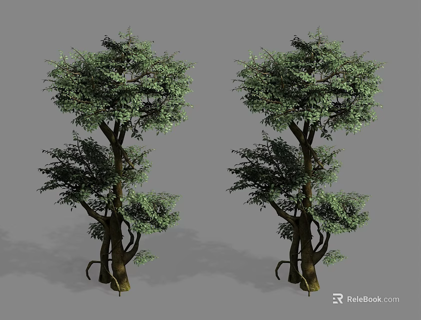 Two Arbor Trees With Thick Trunks And Lush Green Foliage In Gray Background 3d model