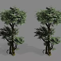 Two Arbor Trees With Thick Trunks And Lush Green Foliage In Gray Background 3d model