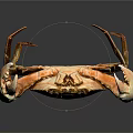 Isolated Realistic Orange Crab With Large Claws Standing In Detailed Pose On Dark Background
