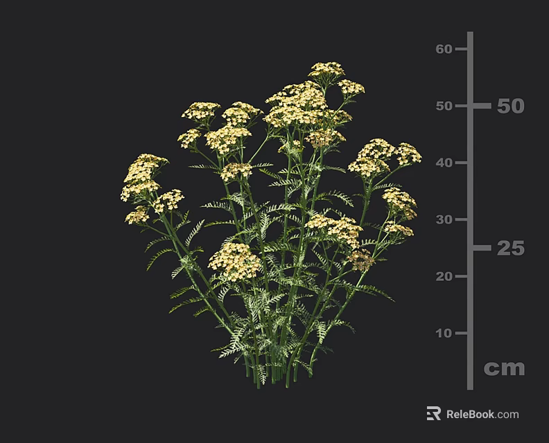 Yellow Clustered Herb Flowers With Growing Height Measurement In Centimeters 3d model 