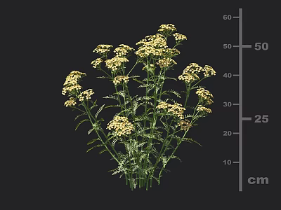 Yellow Clustered Herb Flowers With Growing Height Measurement In Centimeters 3d model