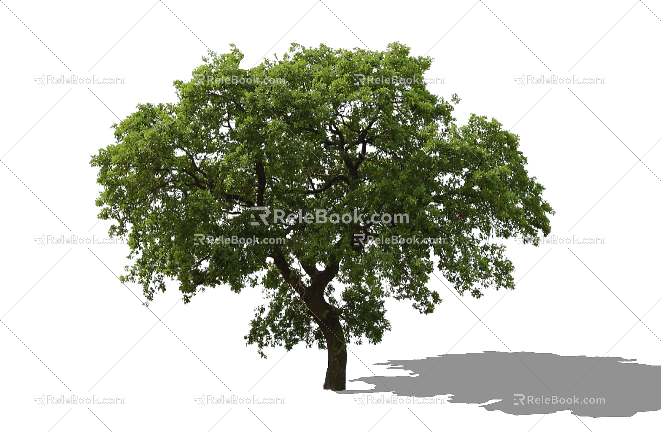 Tree 3d model