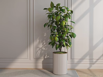 Green Bonsai Plant with Lush Leaves in White Striped Pot on Gray Rug Wooden Floor 3d model