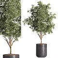 Modern Garden Decor With Green Leafy Plants And Black Planters Of Different Sizes
