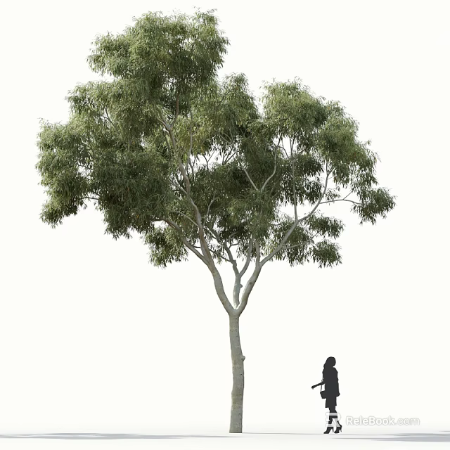 Tall Arbor Tree With Lush Green Foliage Light Colored Trunk And A Person Standing Nearby 3d model 