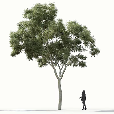 Tall Arbor Tree With Lush Green Foliage Light Colored Trunk And A Person Standing Nearby 3d model